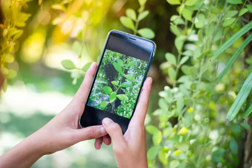 Close-up of hands holding mobile phone up to a plant to take a photo
